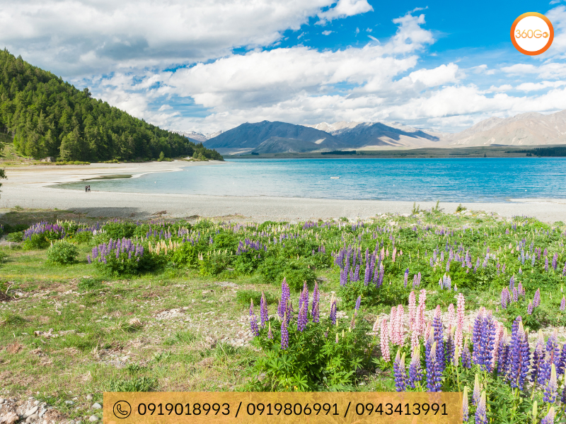 Đi bộ đường xung quanh hồ Tekapo - Du lịch 360Go 